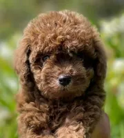 Cookie , a female Yorkipoo for sale in Irvine, CA – 1 of 1