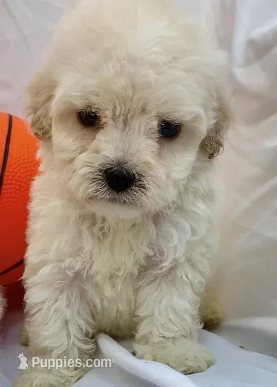 Teddy (Teacup) – Maltipoo puppy for sale in Irvine, CA