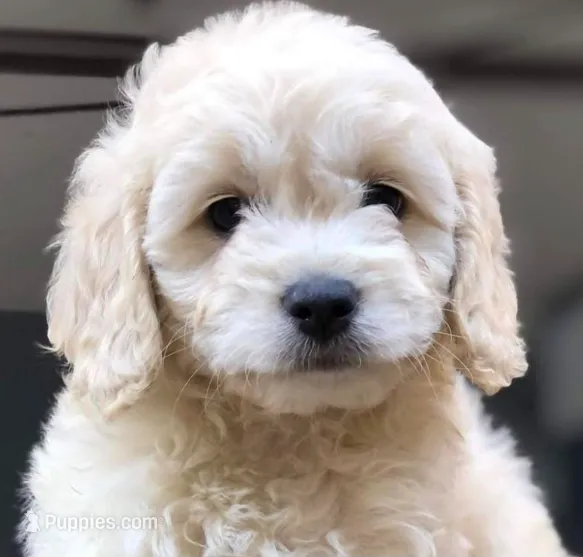 Delilah – Poodle - Miniature  puppy for sale in Irvine, CA