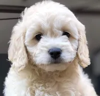 Delilah, a female Poodle - Miniature  for sale in Irvine, CA – 1 of 1