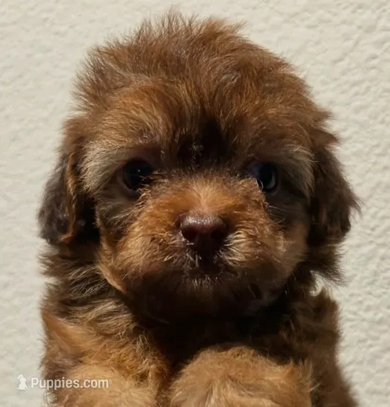 Tessie  – Maltipoo puppy for sale in Irvine, CA