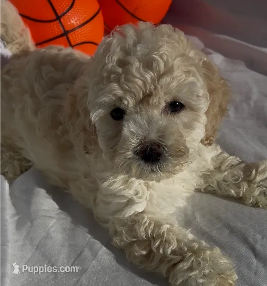 Sunshine – Poodle - Toy  puppy for sale in Irvine, CA