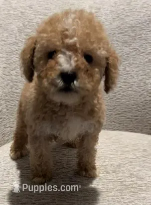 Trouble – Maltipoo puppy for sale in Irvine, CA