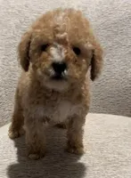 Trouble, a male Maltipoo for sale in Irvine, CA – Photo 1 of 2