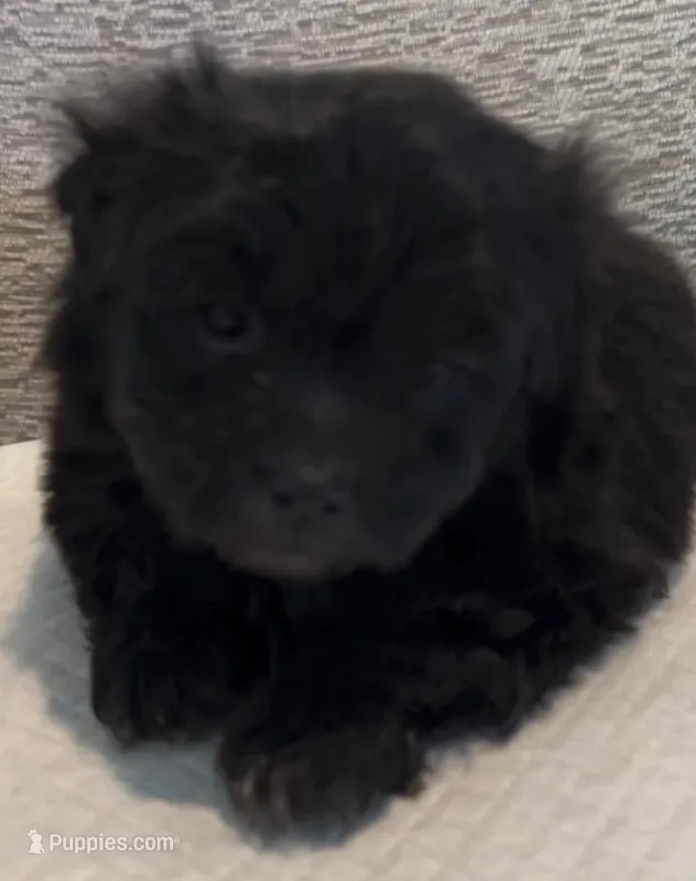 Bruiser, a male Maltipoo for sale in Irvine, CA – Photo 1 of 1