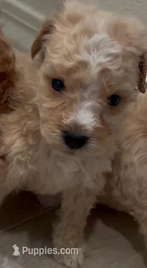 Gizmo – Maltipoo puppy for sale in Irvine, CA