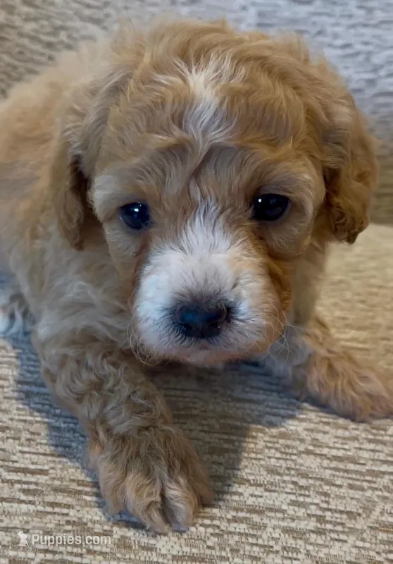 Gizmo – Maltipoo puppy for sale in Irvine, CA