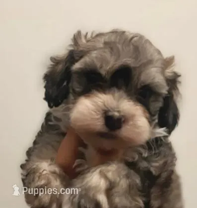 Bubbles – Maltipoo puppy for sale in Irvine, CA