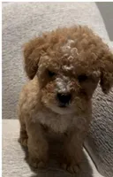 Trouble, a male Maltipoo for sale in Irvine, CA – Photo 2 of 2