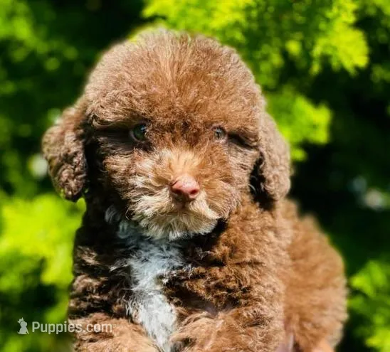 Blossom  – Maltipoo puppy for sale in Irvine, CA