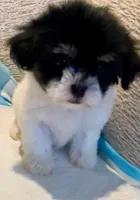 Griselda, a female Maltipoo for sale in Irvine, CA – 2 of 2