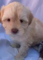 Elina, a female Shihpoo for sale in Irvine, CA – 2 of 2