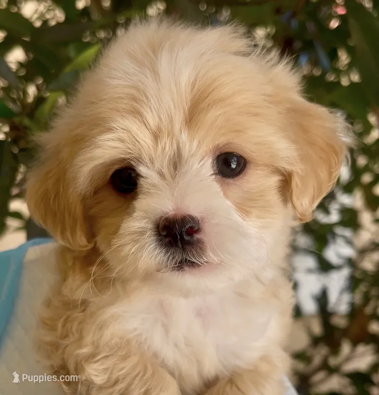 Sassy – Maltipoo puppy for sale in Irvine, CA