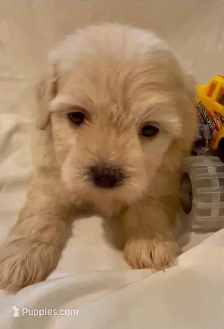 Lola – Maltipoo puppy for sale in Irvine, CA
