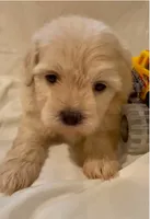 Lola, a female Maltipoo for sale in Irvine, CA – 1 of 2