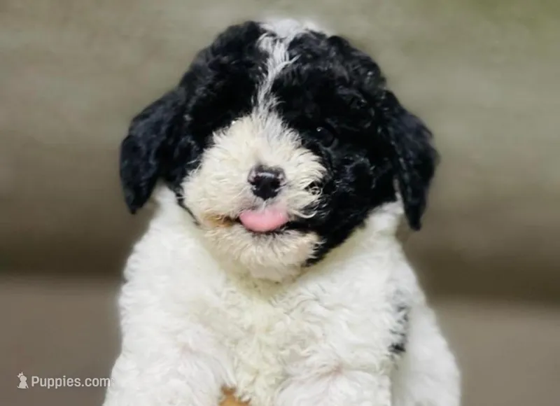 Oreo – Maltipoo puppy for sale in Irvine, CA