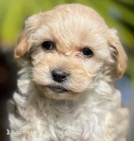 Bella – Maltipoo puppy for sale in Irvine, CA