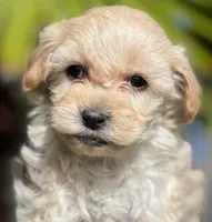 Bella, a female Maltipoo for sale in Irvine, CA – 1 of 1