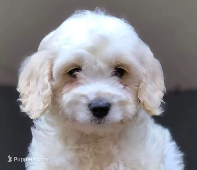 Lady – Poodle - Miniature  puppy for sale in Irvine, CA