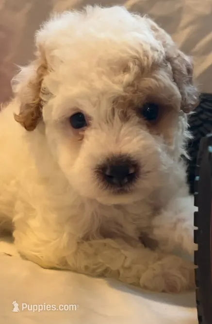 Stewy – Maltipoo puppy for sale in Irvine, CA