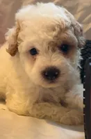 Stewy, a male Maltipoo for sale in Irvine, CA – 1 of 1