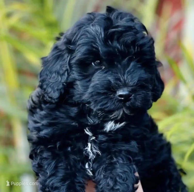 Ronnie – Maltipoo puppy for sale in Irvine, CA