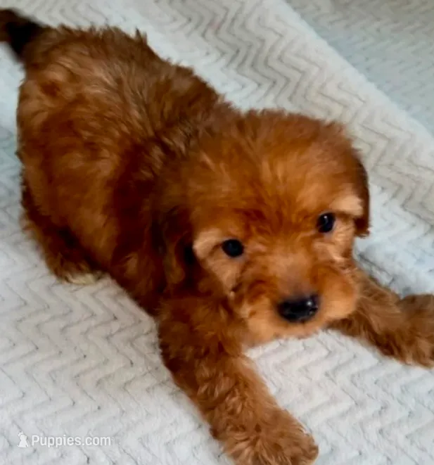 Red – Maltipoo puppy for sale in Irvine, CA