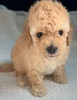 Sunny, a female Maltipoo for sale in Irvine, CA – 1 of 2
