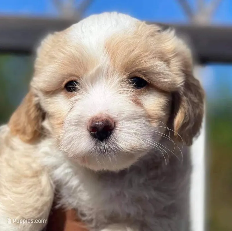 Pecan – Maltipoo puppy for sale in Irvine, CA