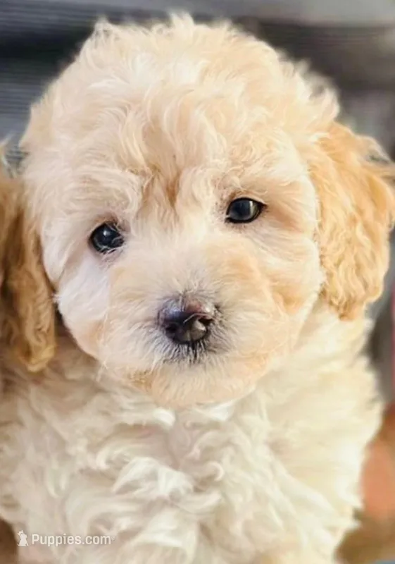 Ellie – Maltipoo puppy for sale in Irvine, CA