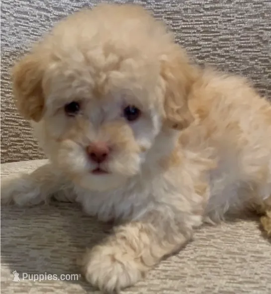 Butterball  – Maltipoo puppy for sale in Irvine, CA