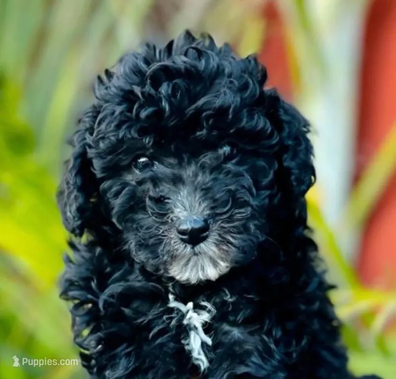 Smokey – Maltipoo puppy for sale in Irvine, CA