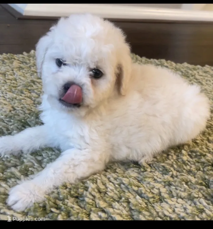 Scottie  – Maltipoo puppy for sale in Irvine, CA