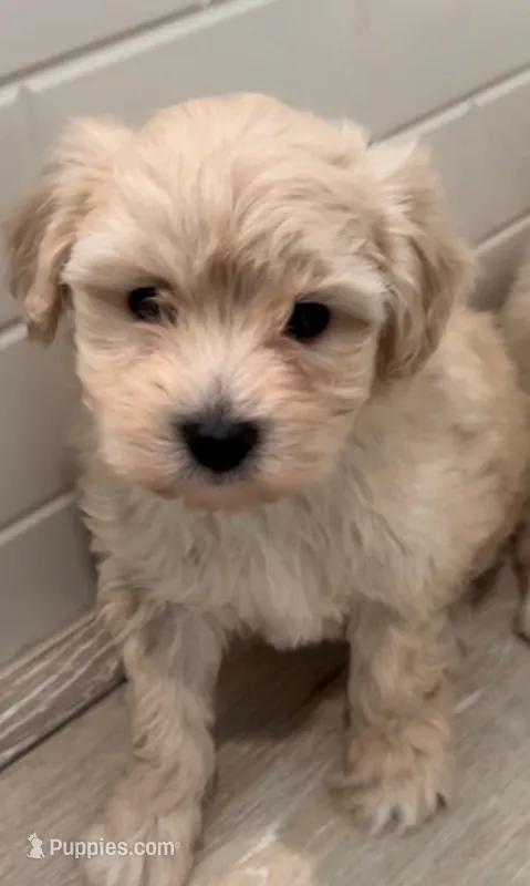 Lenny, a male Maltipoo for sale in Irvine, CA – 1 of 1