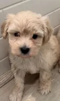 Lenny, a male Maltipoo for sale in Irvine, CA – 1 of 1