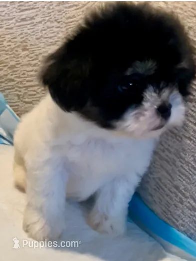 Griselda – Maltipoo puppy for sale in Irvine, CA