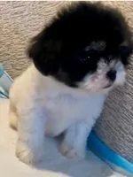 Griselda, a female Maltipoo for sale in Irvine, CA – 1 of 2
