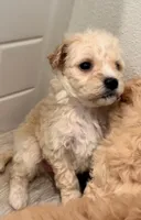 T-t-bone, a male Maltipoo for sale in Irvine, CA – Photo 1 of 2