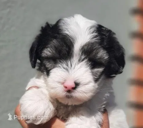 Luca – Maltipoo puppy for sale in Irvine, CA