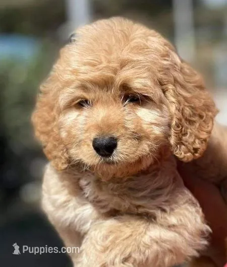 Honey, a female Poodle - Miniature  for sale in Irvine, CA – Photo 1 of 1