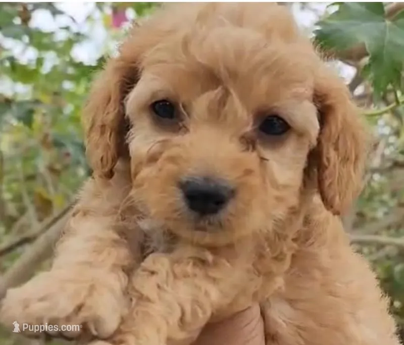 Luca – Maltipoo puppy for sale in Irvine, CA
