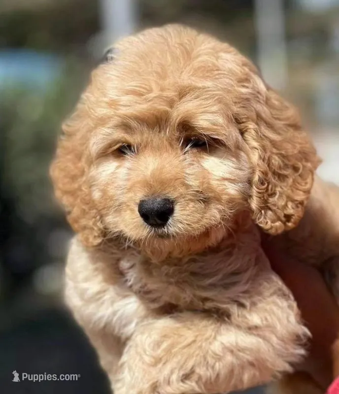 T-bone – Maltipoo puppy for sale in Irvine, CA