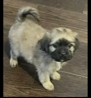 Ronnie, a female Maltipoo for sale in Irvine, CA – 2 of 2
