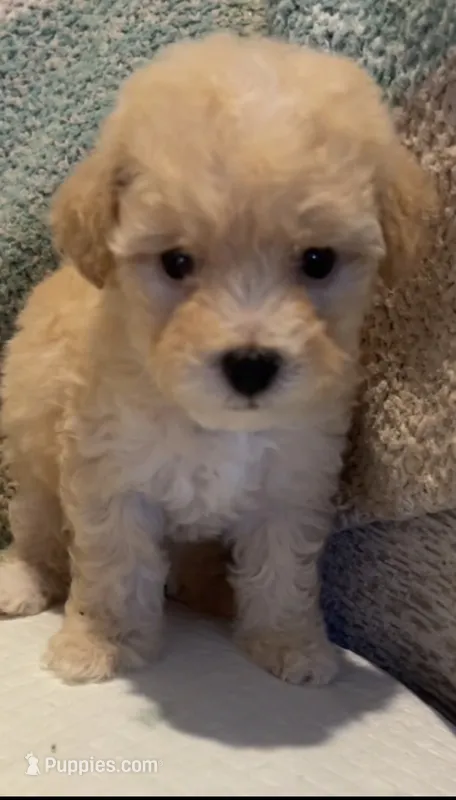 Scottie  – Maltipoo puppy for sale in Irvine, CA
