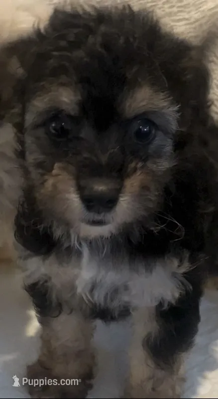 Ronnie – Maltipoo puppy for sale in Irvine, CA