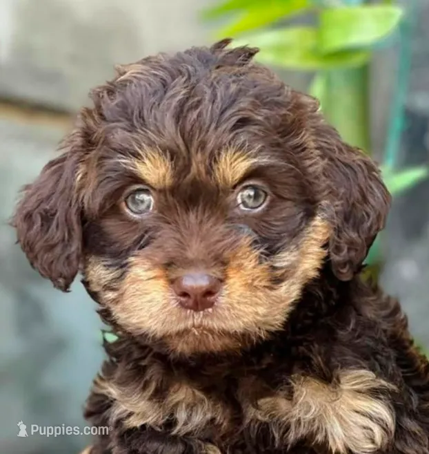 Tiara  (teacup) – Maltipoo puppy for sale in Irvine, CA