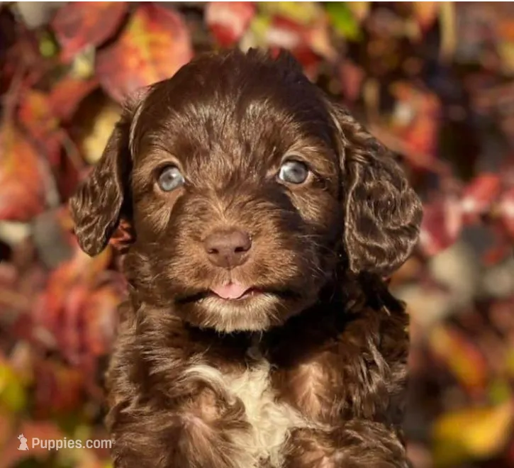 Tessie  – Maltipoo puppy for sale in Irvine, CA
