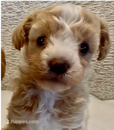 Link – Maltipoo puppy for sale in Irvine, CA