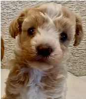 Link, a male Maltipoo for sale in Irvine, CA – 1 of 1