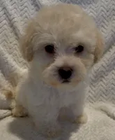 Devin, a male Maltipoo for sale in Irvine, CA – 2 of 2